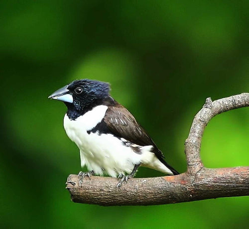 Magpie Mannikin