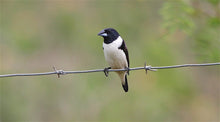 Load image into Gallery viewer, Magpie Mannikin