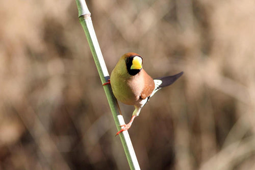 Masked Grass Finch