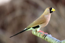 Load image into Gallery viewer, Masked Grass Finch