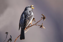 Load image into Gallery viewer, Mourning Sierra Finch