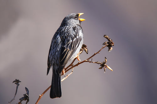 Mourning Sierra Finch