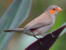 Load image into Gallery viewer, Orange-cheeked Waxbill