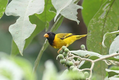 Oriole Finch