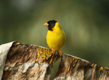 Load image into Gallery viewer, Oriole Finch