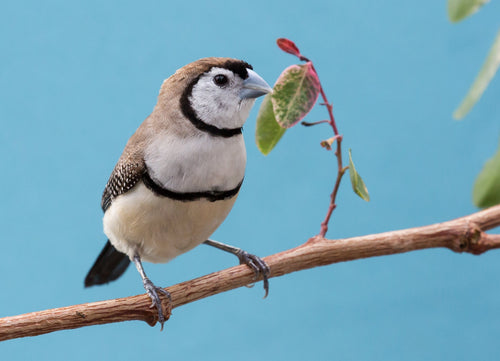 Owl Finch “Fawn”