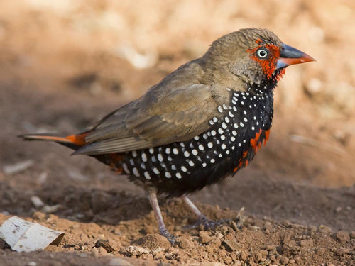 Painted Finch