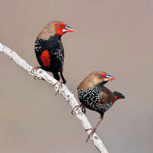 Load image into Gallery viewer, Painted Finch