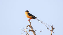 Load image into Gallery viewer, Paradise Whydah