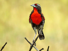 Load image into Gallery viewer, Peruvian Meadowlark