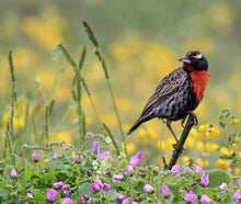 Load image into Gallery viewer, Peruvian Meadowlark