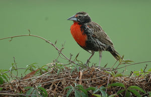 Peruvian Meadowlark