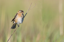 Load image into Gallery viewer, Pin Tailed Whydah