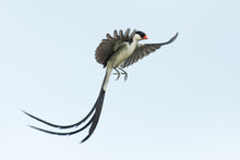 Load image into Gallery viewer, Pin Tailed Whydah