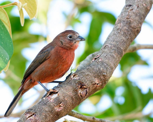 Red-crested Finch