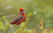 Load image into Gallery viewer, Red-crested Finch