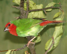 Load image into Gallery viewer, Red-faced Parrotfinch