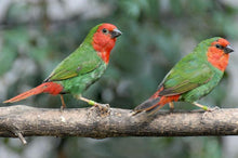 Load image into Gallery viewer, Red-faced Parrotfinch