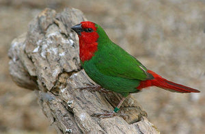 Red-faced Parrotfinch
