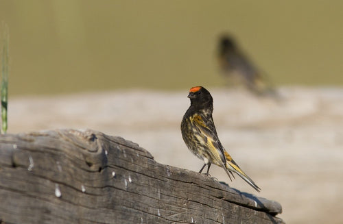 Red-fronted Serin