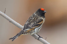 Load image into Gallery viewer, Red-fronted Serin
