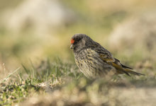 Load image into Gallery viewer, Red-fronted Serin