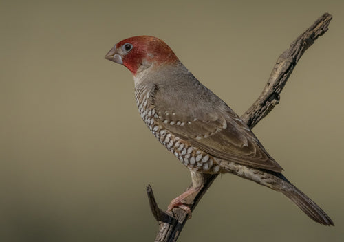 Red-Headed Finch