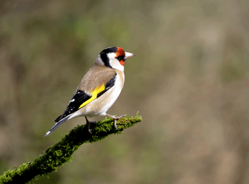 Siberian Goldfinch