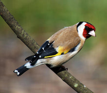 Load image into Gallery viewer, Siberian Goldfinch