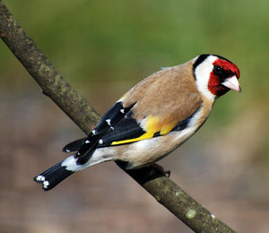 Siberian Goldfinch
