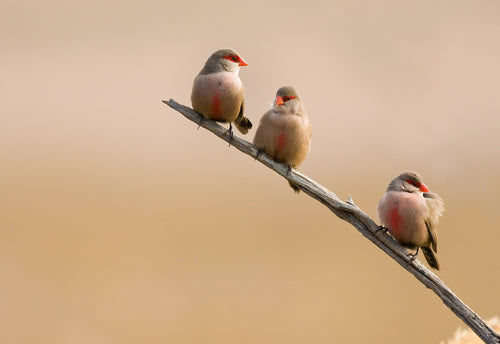 St. Helena Waxbill