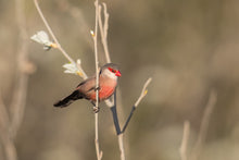 Load image into Gallery viewer, St. Helena Waxbill