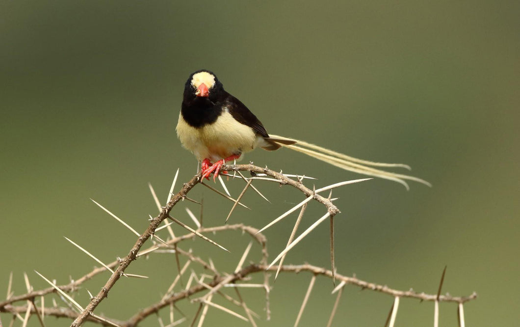 Straw-Tailed Whydah