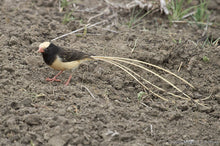 Load image into Gallery viewer, Straw-Tailed Whydah