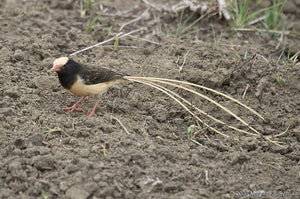 Straw-Tailed Whydah