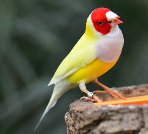 Yellow Back White Breast Belgium Lady Gouldian Finch