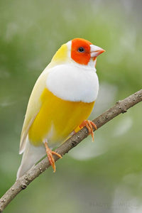 Yellow Back White Breast Belgium Lady Gouldian Finch