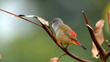 Load image into Gallery viewer, Yellow-bellied Waxbill