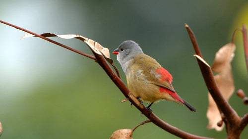 Yellow-bellied Waxbill