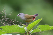 Load image into Gallery viewer, Yellow-bellied Waxbill