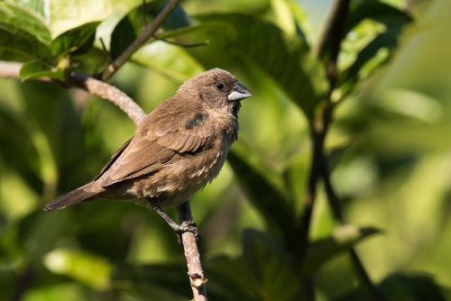 Bronze-winged Mannikin