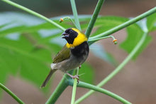 Load image into Gallery viewer, Cuban Melodious Finch