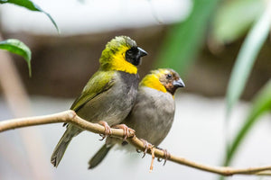Cuban Melodious Finch