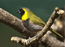 Load image into Gallery viewer, Cuban Melodious Finch