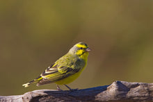 Load image into Gallery viewer, Green Singer Finch