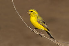 Load image into Gallery viewer, Green Singer Finch