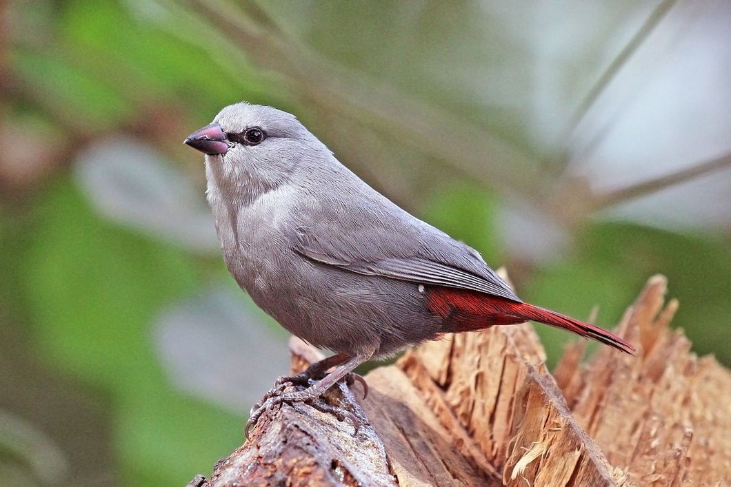 Lavender Waxbill Red Tail
