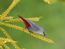 Load image into Gallery viewer, Lavender Waxbill Red Tail