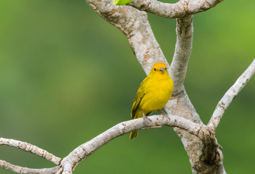 Saffron Finch