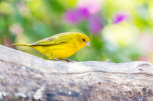 Load image into Gallery viewer, Saffron Finch
